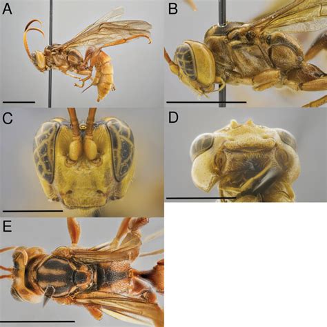 Capitojoppa amazonica sp. nov., holotype female A habitus B mesosoma,... | Download Scientific ...