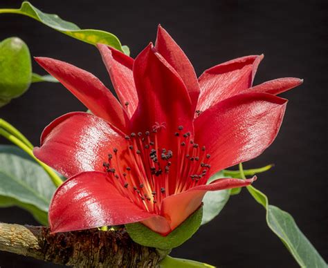 Bombax ceiba (Red Silk-Cotton) | Bombax ceiba is commonly kn… | Flickr