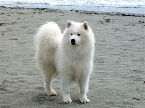 samoyed, Dog, Dogs, Canine Wallpapers HD / Desktop and Mobile Backgrounds