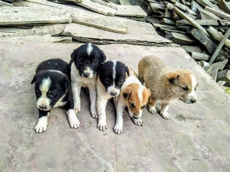 INDIAN STREET DOG BLACK AND WHITE PUPPY Stock Photo - Image of indian ...