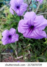 Cats Eye Flower Scientific Language Torenia Stock Photo 2173070739 | Shutterstock