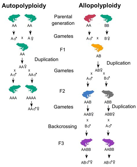 Evolutionary and Genomic Diversity of True Polyploidy in Tetrapods