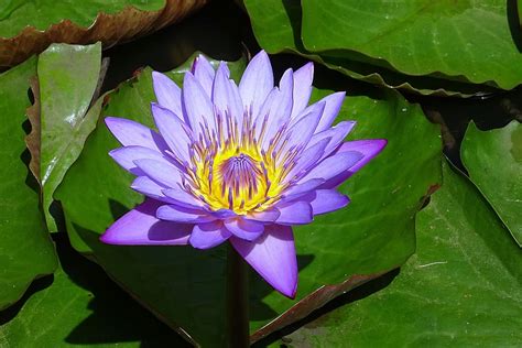 Knowing More About The Beautiful Blue Lotus Flower