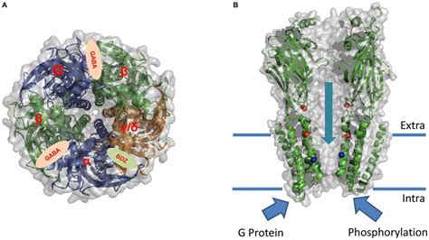 Frontiers | Potentiation of Gamma Aminobutyric Acid Receptors (GABAAR) by Ethanol: How Are ...