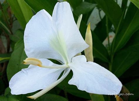 La Flor Mariposa Hedychium coronarium