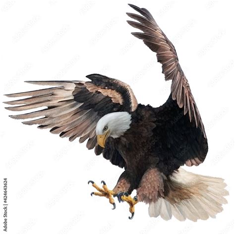 Bald eagle landing swoop attack hand draw and paint on white background vector illustration ...