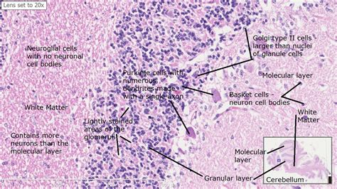 Cerebellum Histology - Choice Blog