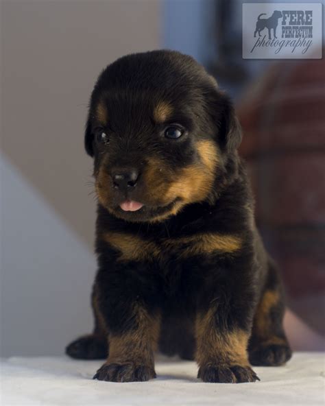 Rottweiler puppies for sale - males | FP Rottweiler Breeder