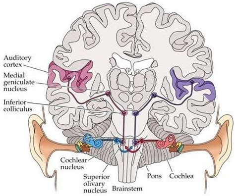 Auditory pathway, from Cochlea to Auditory cortex | Download Scientific Diagram