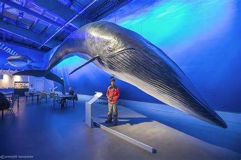 LIFE SIZE GIGANTIC WHALES — Premjith Narayanan