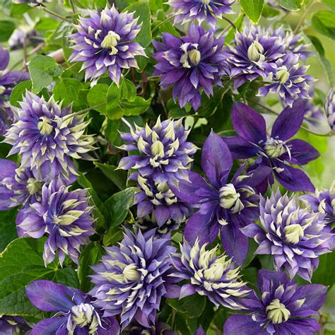 Taiga Clematis | Brecks Premium Bulbs