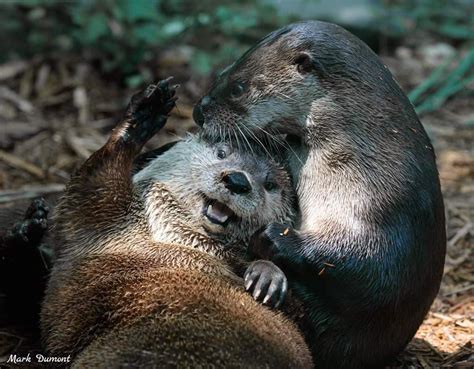 Play time : r/Otters