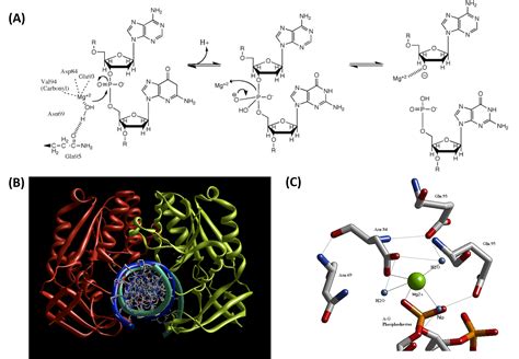 6.7: Enzymatic Reaction Mechanisms - Biology LibreTexts