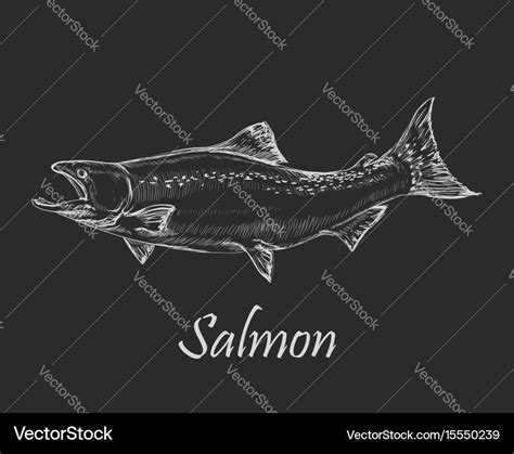 Salmon fish Royalty Free Vector Image - VectorStock