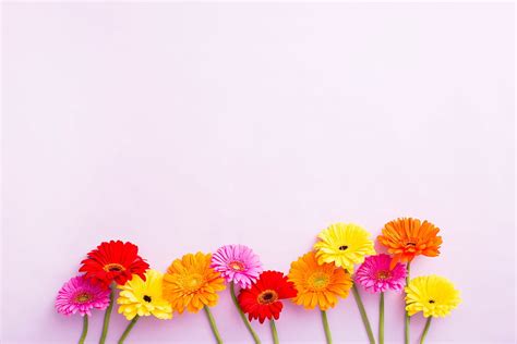 1366x768px, 720P Free download | Flower Computer Background, Flowers HD wallpaper | Pxfuel