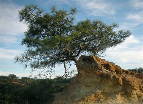 Torrey Pine | Small Tree Seedling – SequoiaTrees.com