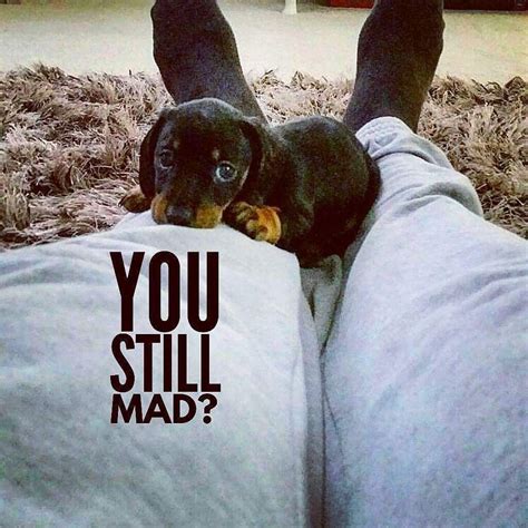 Pin by Trucy Baker on I Love Doxies! | Funny dachshund, Funny dachshund ...