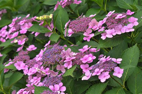 Lacecap Hydrangea Plant: Care and Growing Guide
