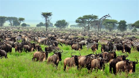 Serengeti National Park in June | Wildlife Safaris in Tanzania | Tanzania