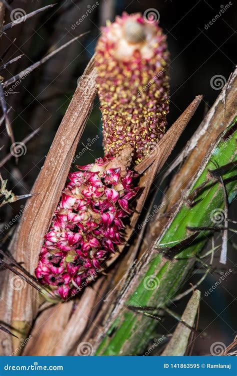 Male Flower & X28;pollen& X29; and Female Flower of Salak & X28;Salacca ...