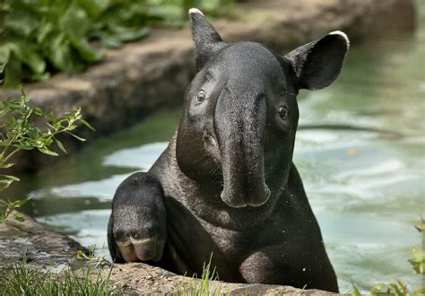 National animal of Belize | Interesting facts about Tapir