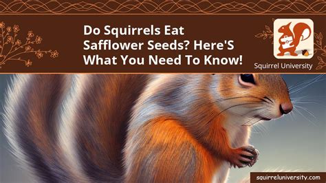 Do Squirrels Eat Safflower Seeds? Here's What You Need to Know ...