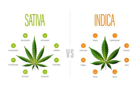 Cannabis Sativa vs Indica, connaissez-vous les différences dans le CBD