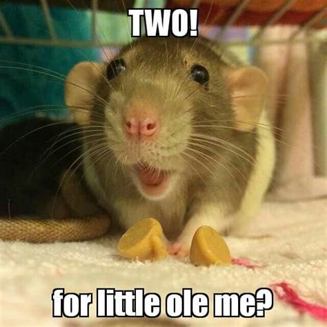 course for you, sweetie! | Funny rats, Pet rats, Cute rats