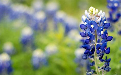 Bluebonnet Backgrounds Wallpaper - WallpaperSafari