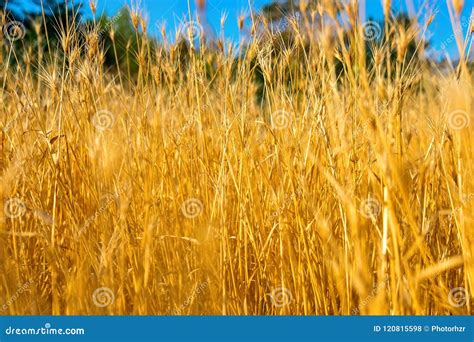 Yellow grass dry stock photo. Image of drought, countryside - 120815598