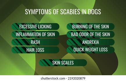 Symptoms Scabies Dogs Vector Illustration Medical Stock Vector (Royalty Free) 2192020879 ...