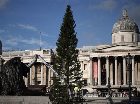 Trafalgar Square Christmas tree gets branch transplant: where is it from and when will it be lit?