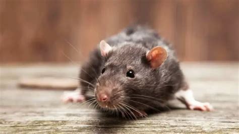 Decoding Rat Infestation: Signs and Remedial Measures - DIY Rodent Control