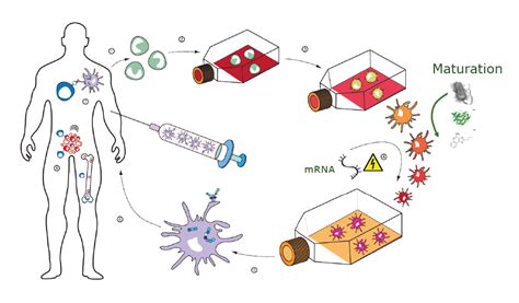 DC-vaccine - Cimaas