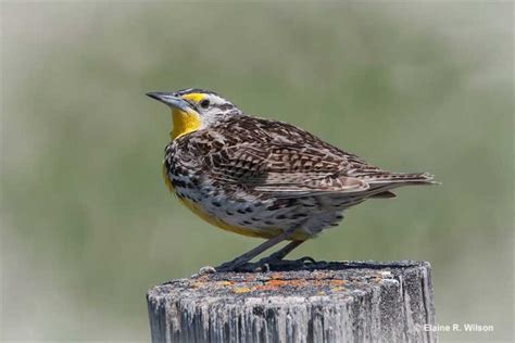 Nebraska State Bird – Detailed History, ID Guide & Facts