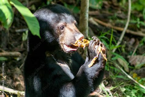 Sun Bear at Bornean Sun Bear Conservation Centre in Sandakan Borneo ...