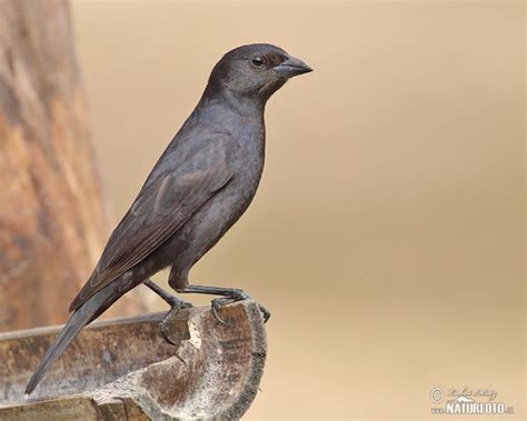 Shiny Cowbird, female Photos, Shiny Cowbird, female Images, Nature Wildlife Pictures | NaturePhoto