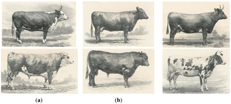 When Was The First Cow Domesticated - All About Cow Photos