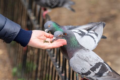 When a Pigeon Visits: Decoding the Meaning for You