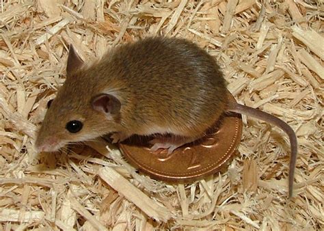 Biology Blogs :) — 23. The African Pygmy Mouse!