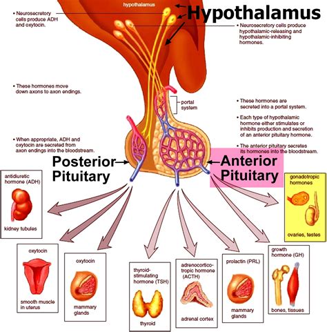 This pituitary hormone goes to the adrenal glands. - bdadate