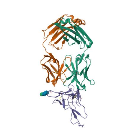 Basiliximab