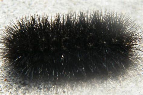 Black Hairy Caterpillar- What kind is it and is it poisonous? | Black caterpillar, Poisonous ...