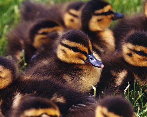 baby Mallard ducks | Animals, Animals wild, Duck pictures