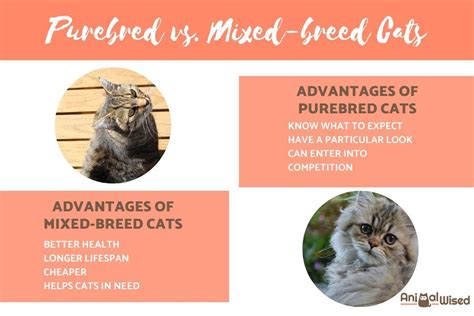 Purebred vs. Mixed Breed Cats - Advantages and Disadvantages