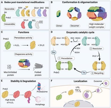 Frontiers | Redox Post-translational Modifications of Protein Thiols in Brain Aging and ...