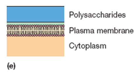 Archaebacteria Cell wall Structure and Composition