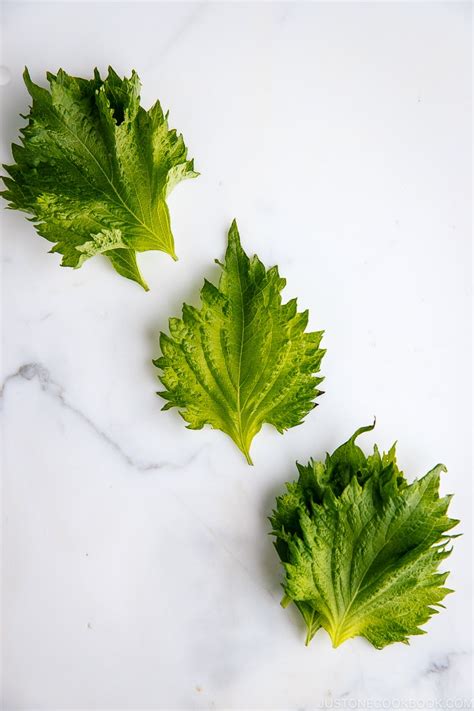 What Is Shiso And How Is It Used? • Just One Cookbook