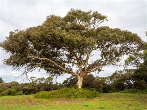 Bellarine Yellow Gum | Swan Bay Environment