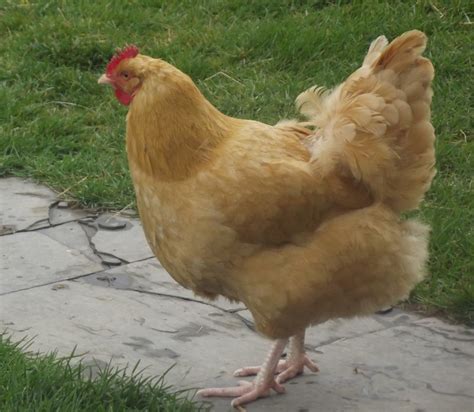 Buff Orpington-Rooster or Hen?? | BackYard Chickens